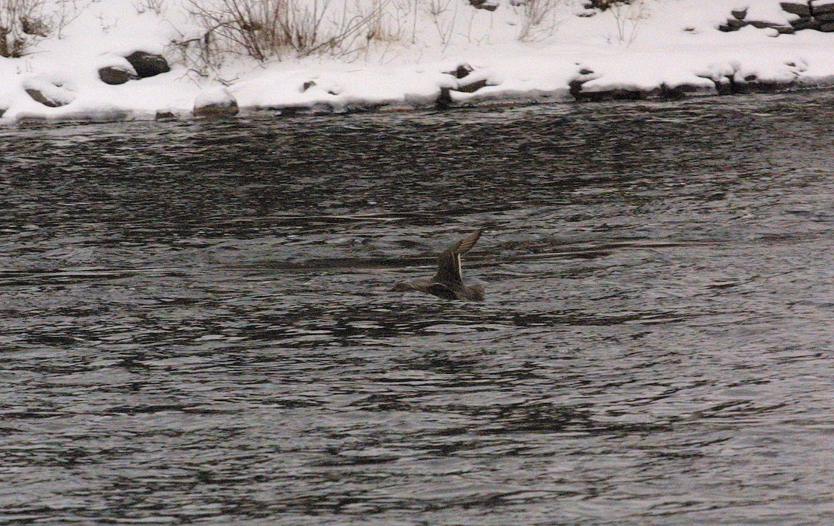 Northern Pintail - ML613437690