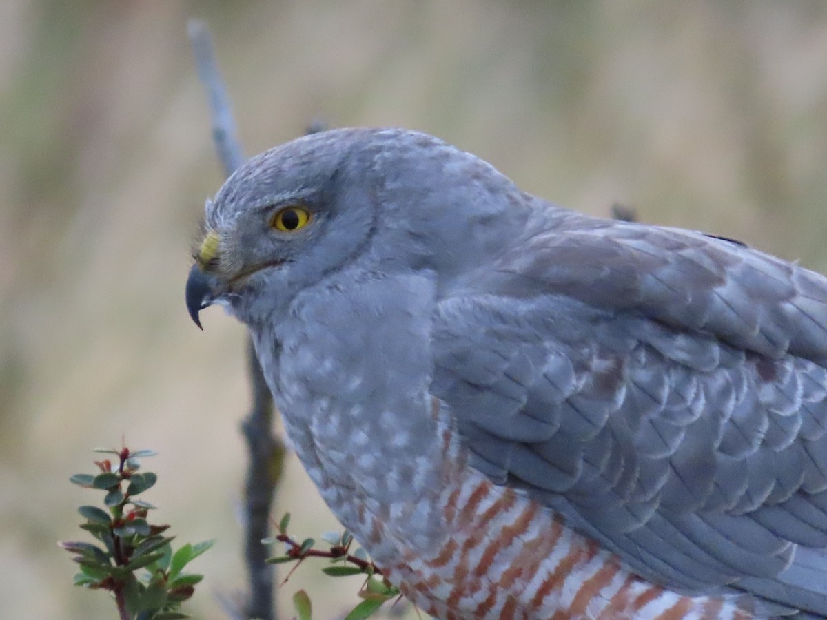 Cinereous Harrier - ML613437718