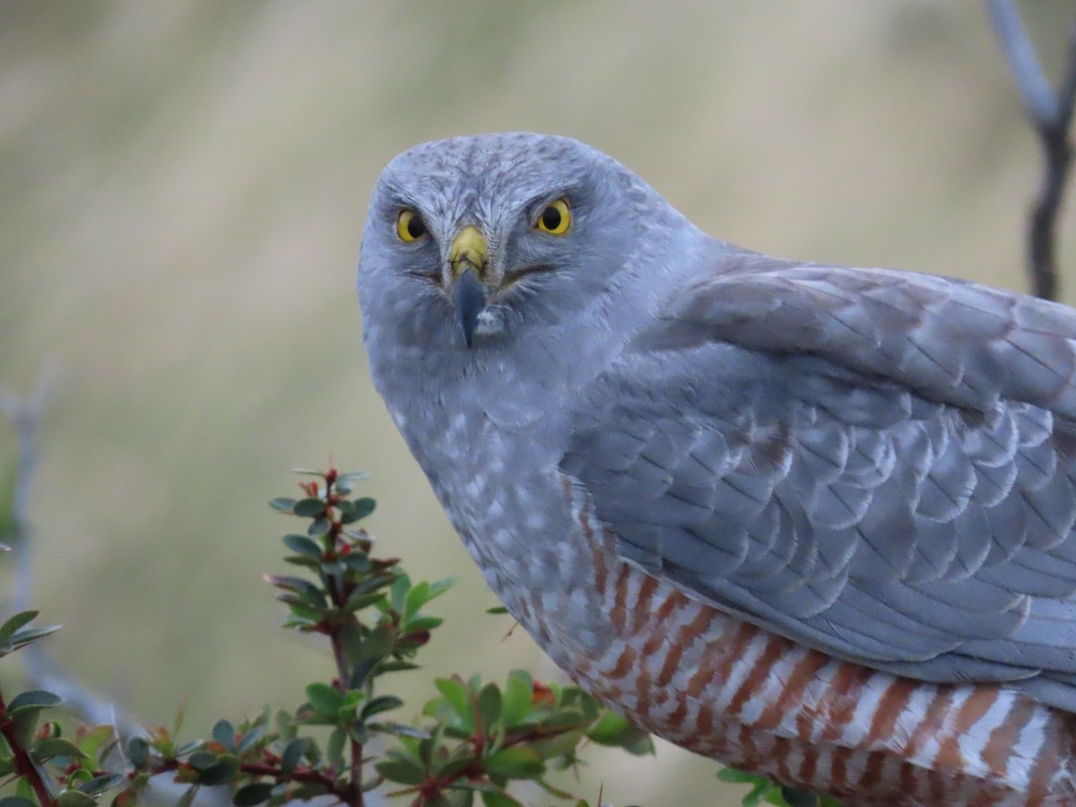 Cinereous Harrier - ML613437721