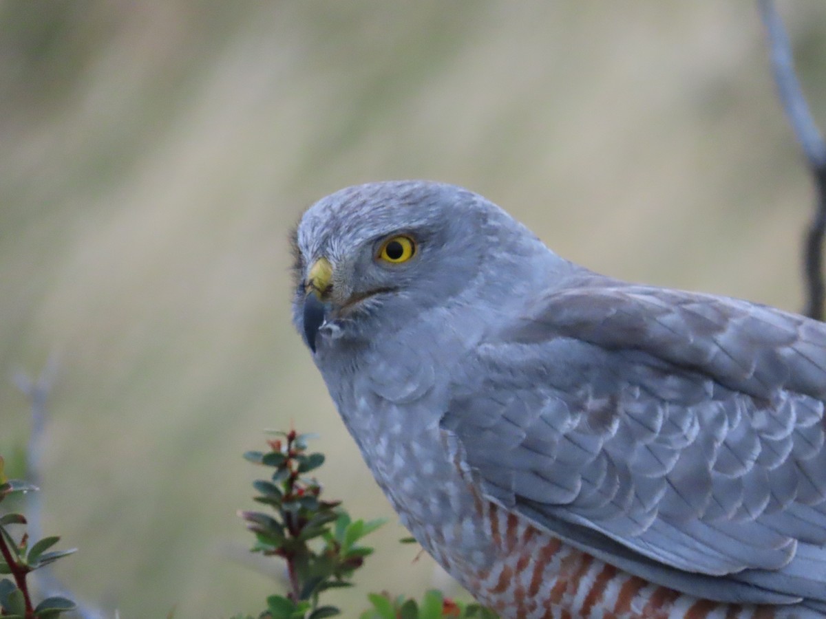 Cinereous Harrier - Nelson Contardo