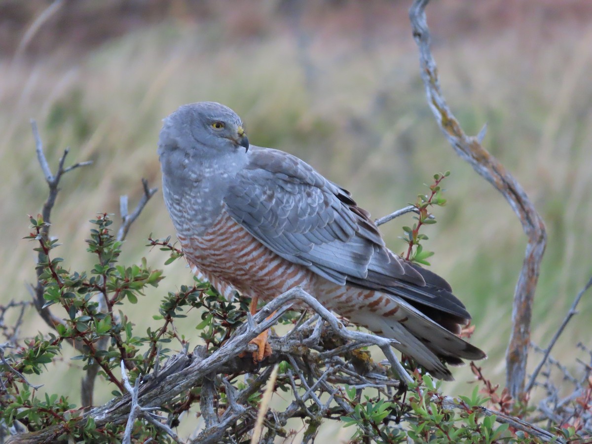 Cinereous Harrier - Nelson  Contardo