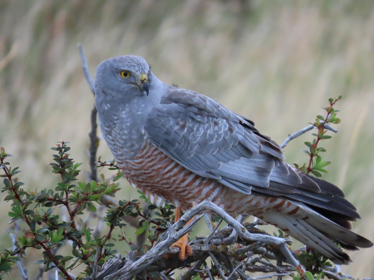 Cinereous Harrier - Nelson Contardo