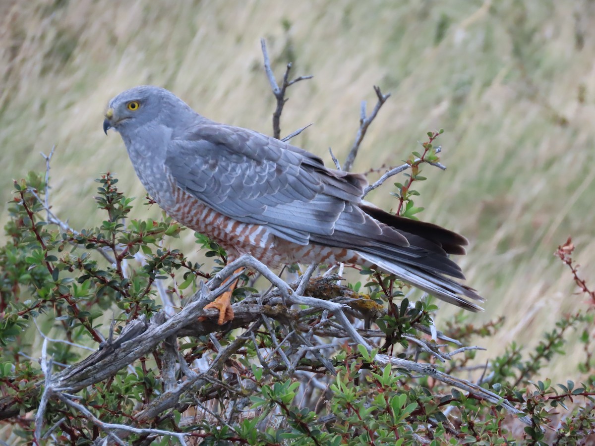 Cinereous Harrier - Nelson Contardo