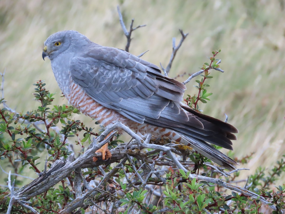 Cinereous Harrier - Nelson  Contardo