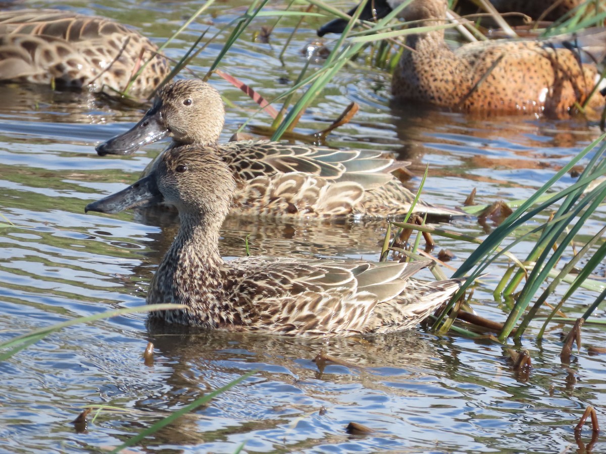 Red Shoveler - Nelson Contardo