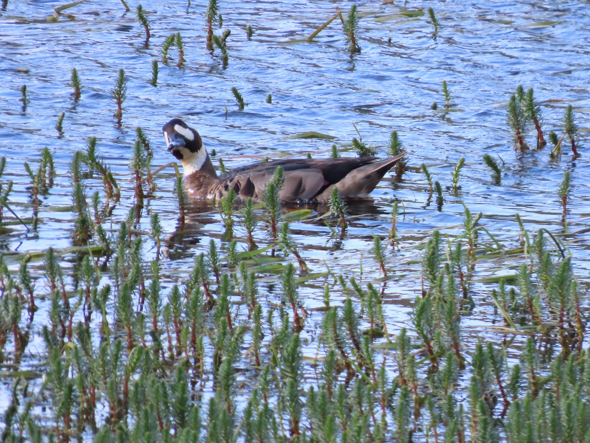 Canard à lunettes - ML613437805