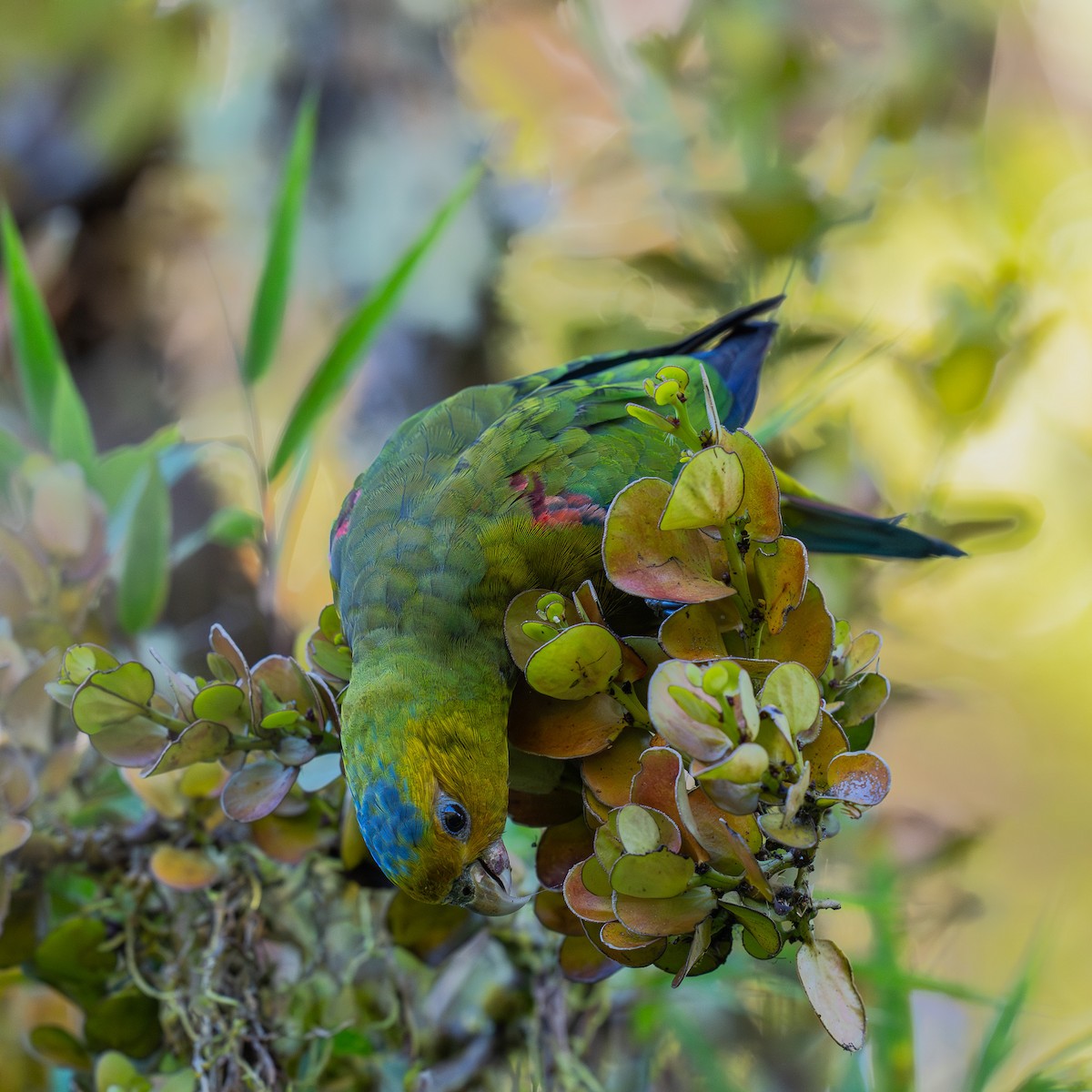 Indigo-winged Parrot - ML613437831