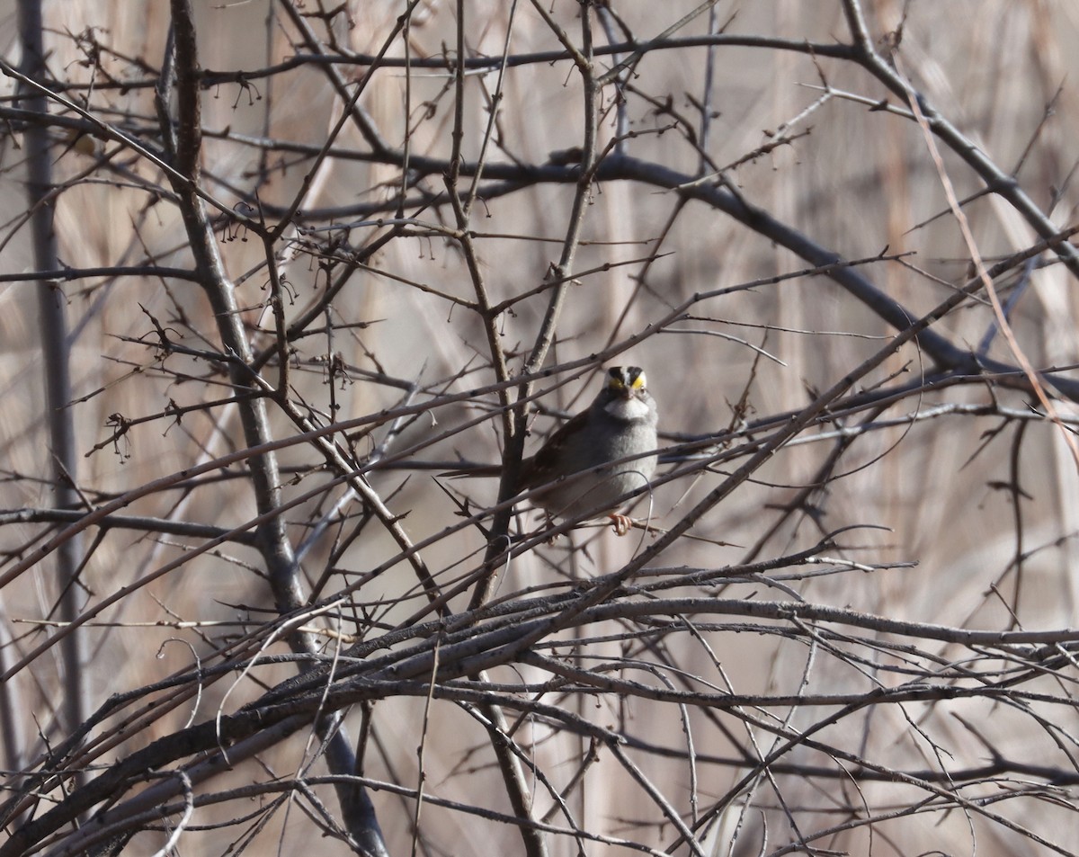 White-throated Sparrow - ML613437858