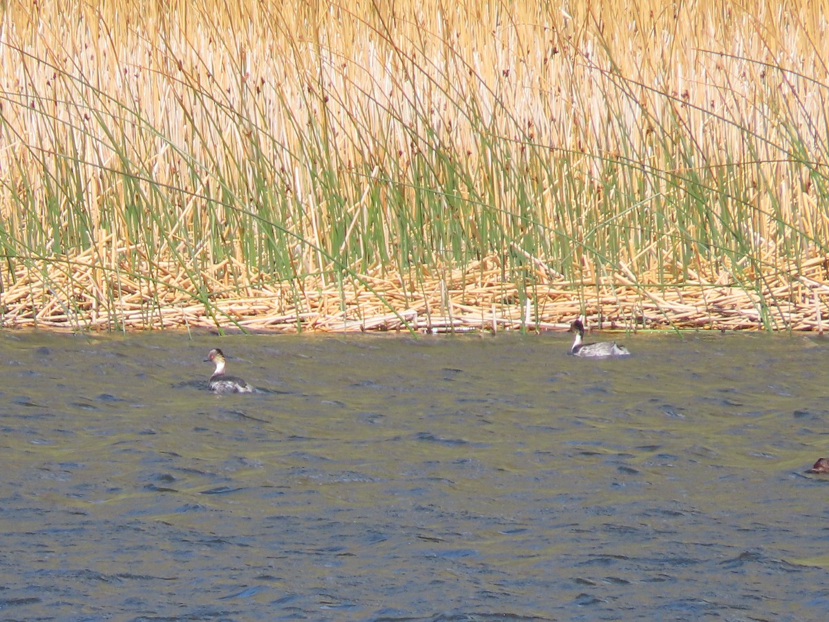 Silvery Grebe - ML613437860