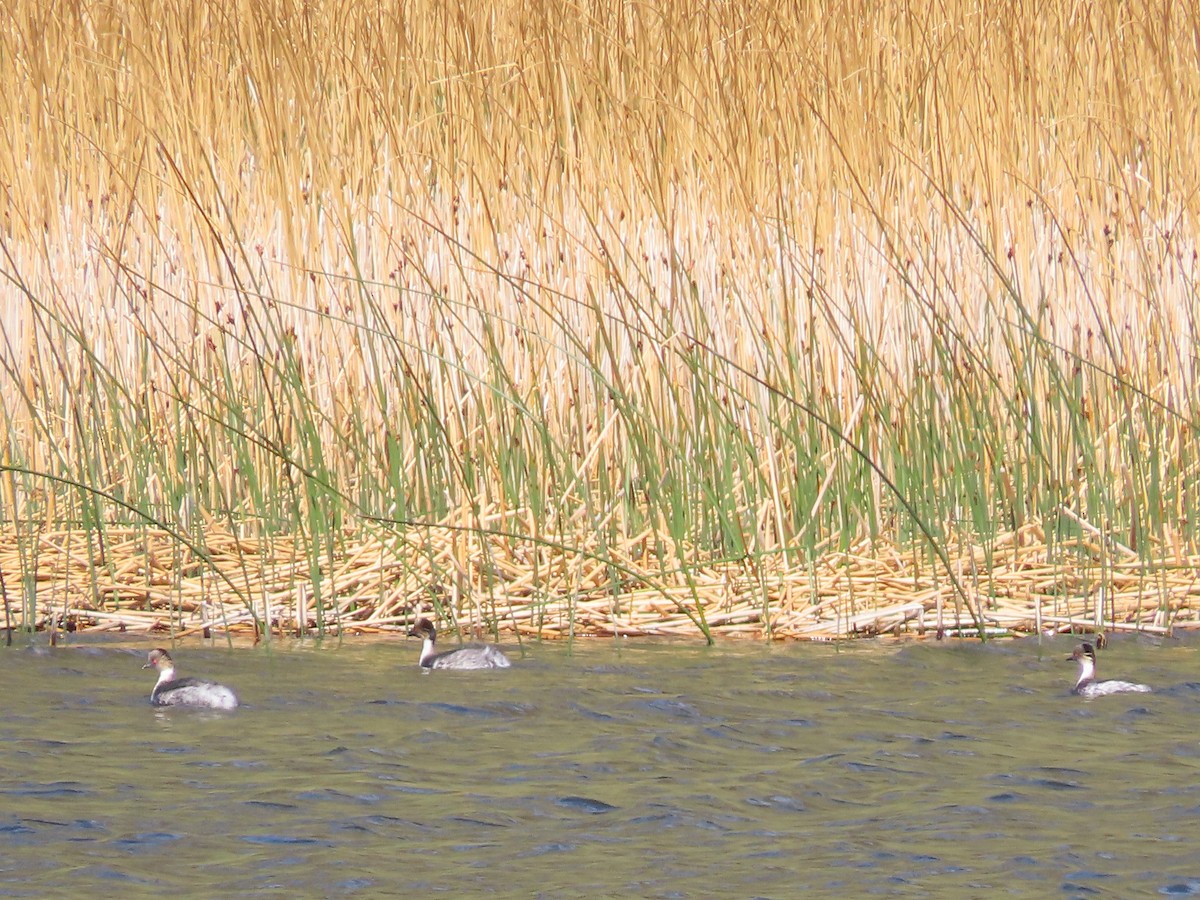 Silvery Grebe - ML613437861