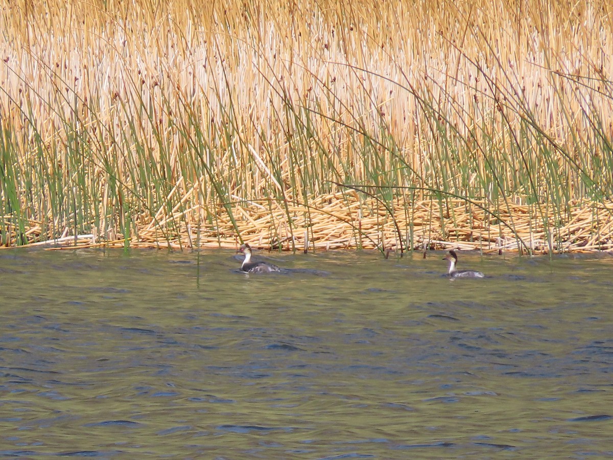 Silvery Grebe - ML613437862