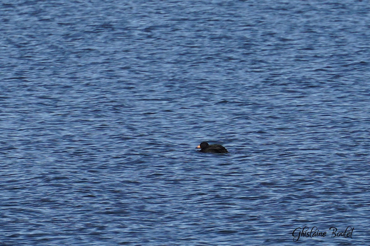 Black Scoter - ML613437894