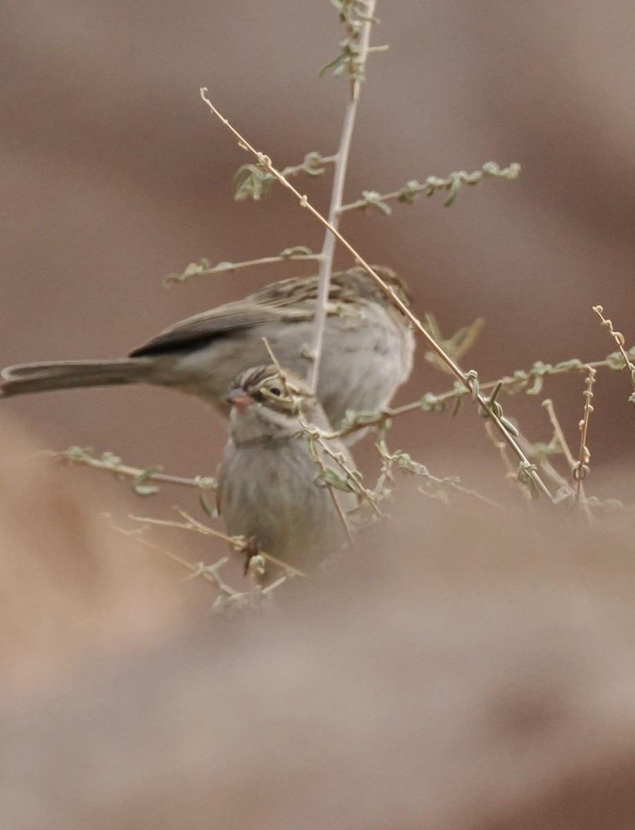 Brewer's Sparrow - ML613437926