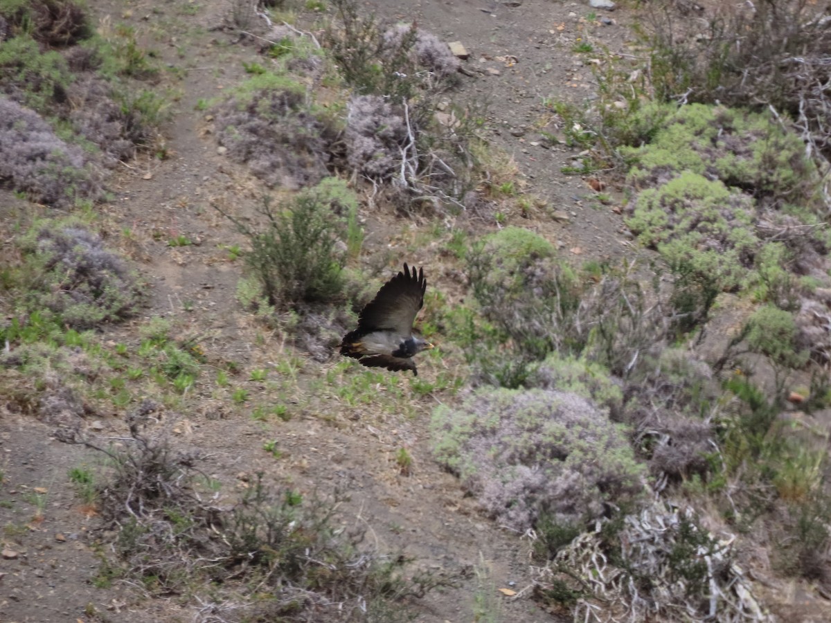 Black-chested Buzzard-Eagle - ML613437959