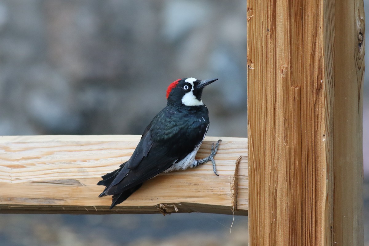 Acorn Woodpecker - ML61343811