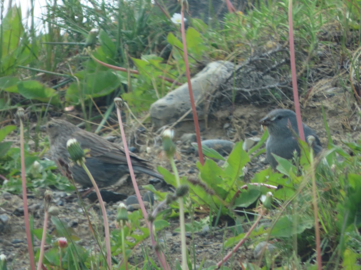 Plumbeous Sierra Finch - ML613438110