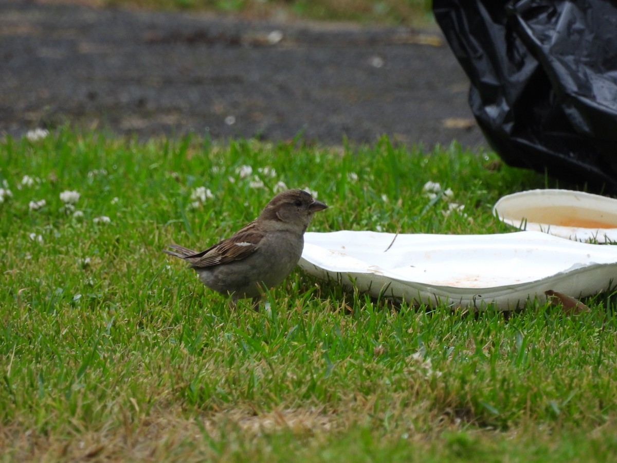 Moineau domestique - ML613438115