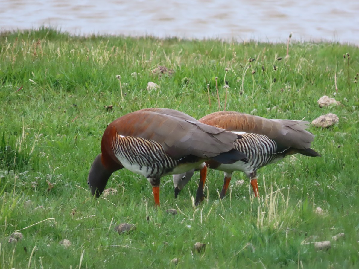 Ashy-headed Goose - Nelson Contardo