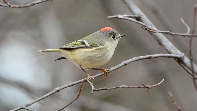 Ruby-crowned Kinglet - ML613438188