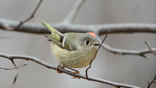 Ruby-crowned Kinglet - ML613438210