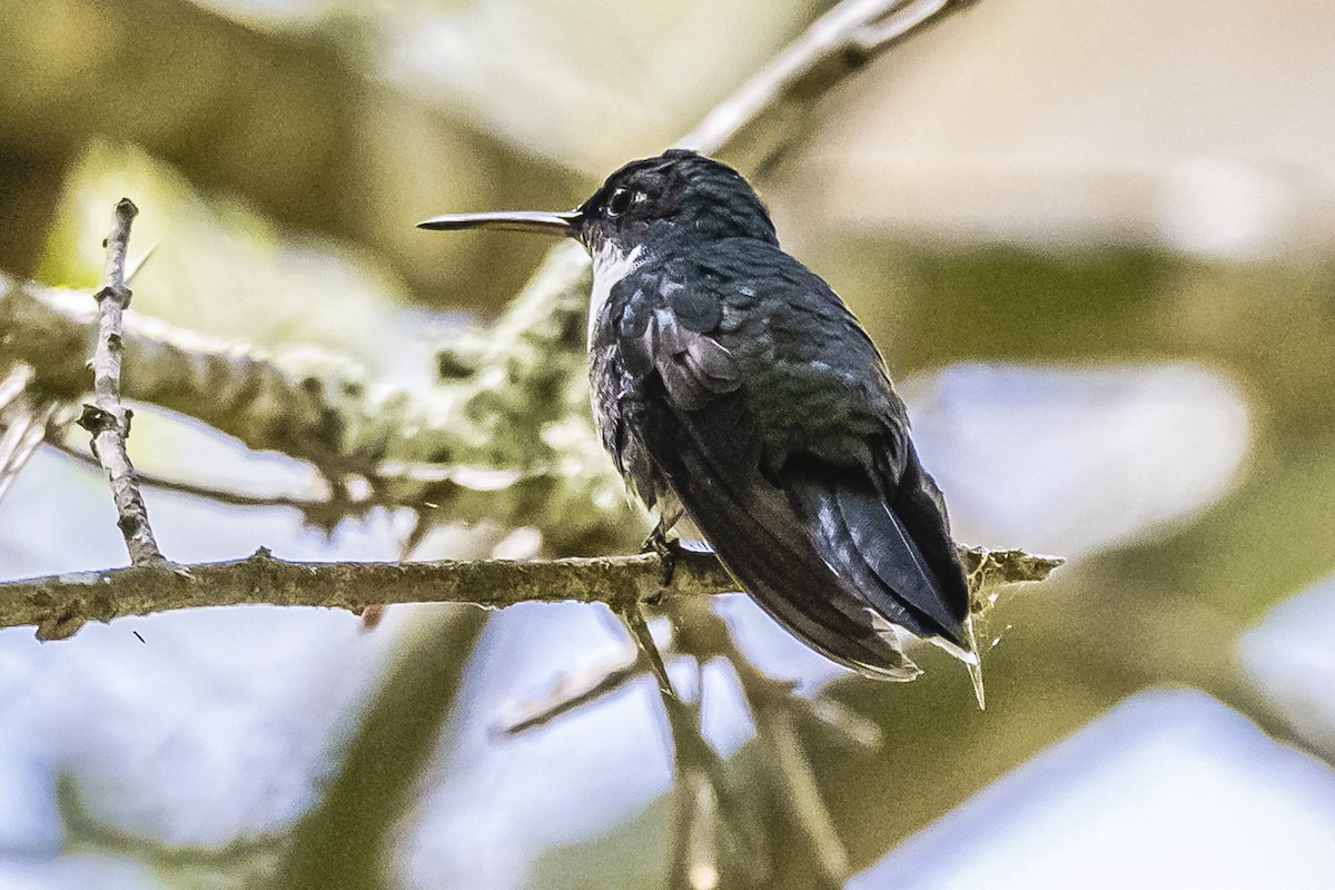 White-throated Hummingbird - ML613438253