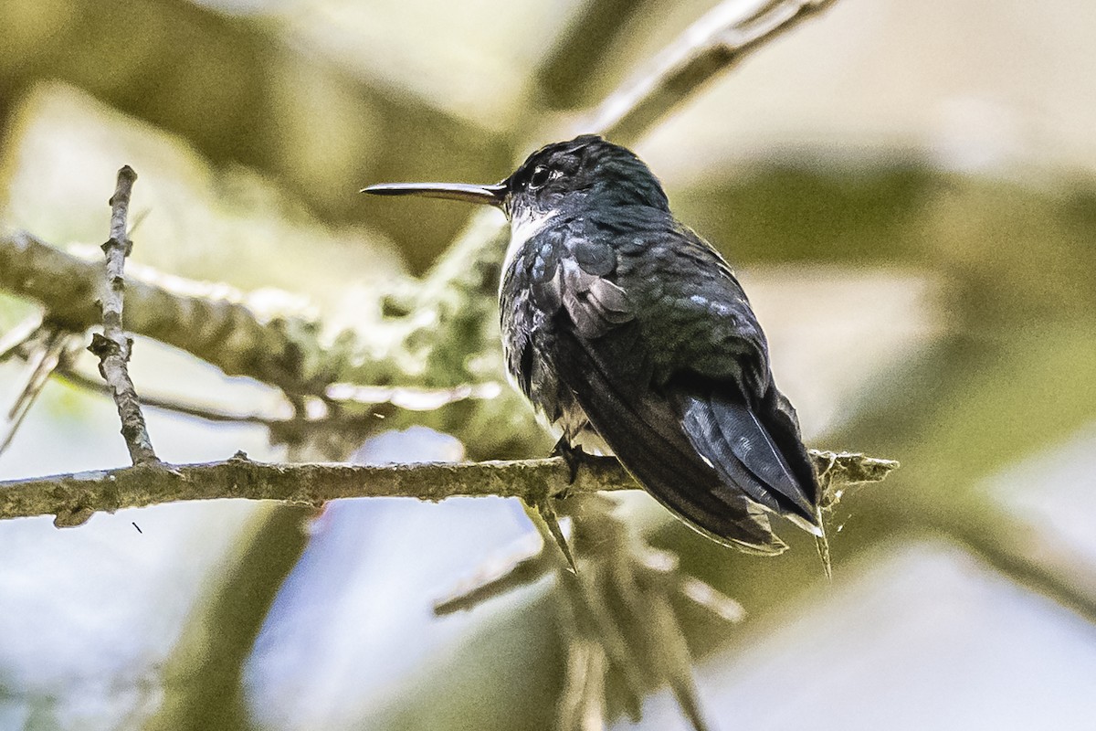 White-throated Hummingbird - ML613438255