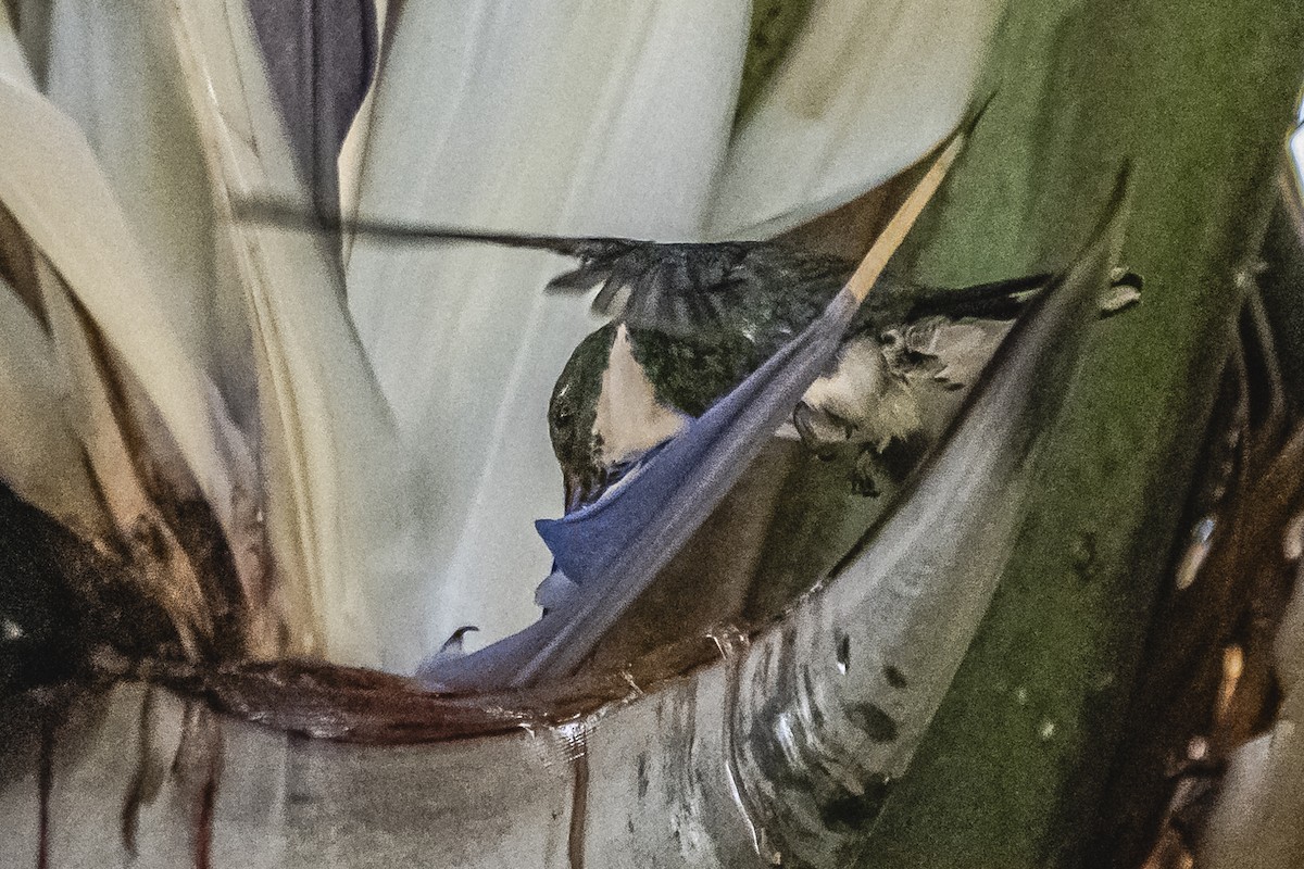 White-throated Hummingbird - ML613438260