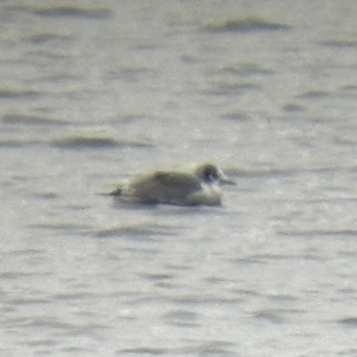 Mouette tridactyle - ML613438262