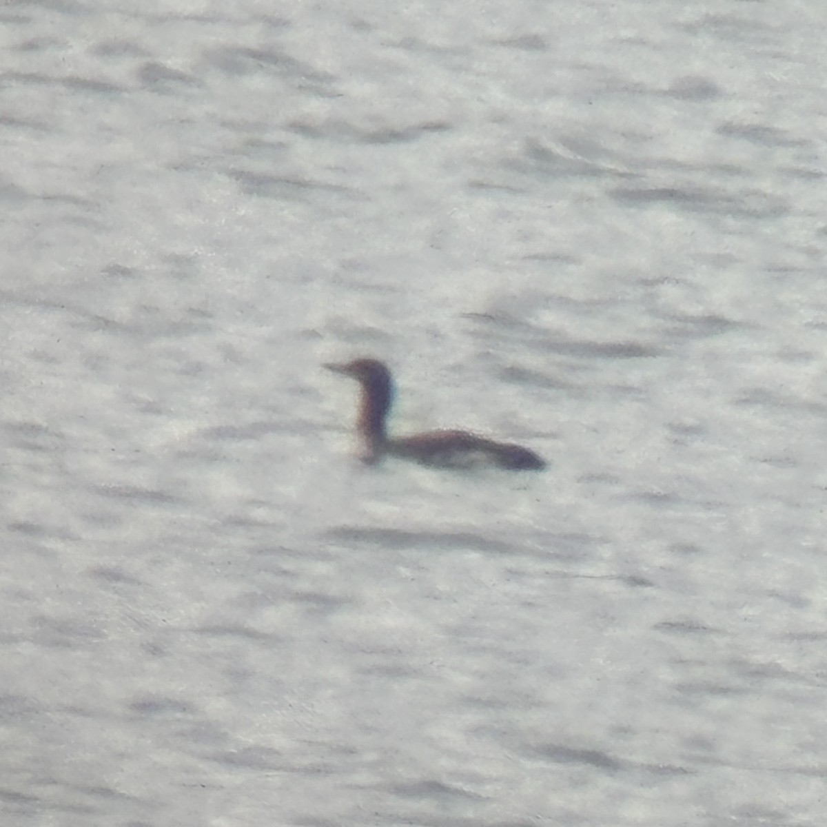 Red-throated Loon - Andrew S. Aldrich