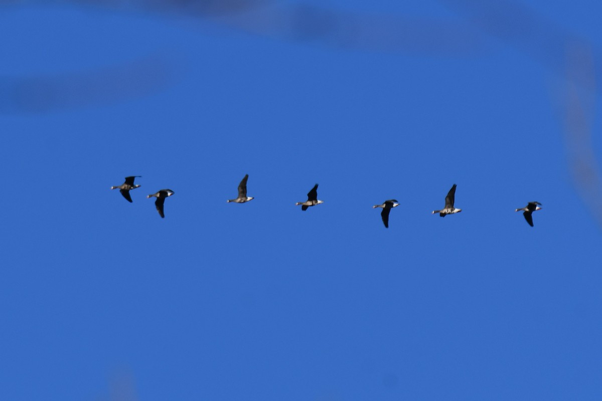 Greater White-fronted Goose - ML613438306