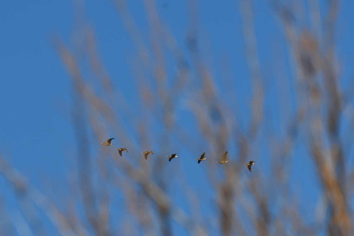 Greater White-fronted Goose - ML613438311