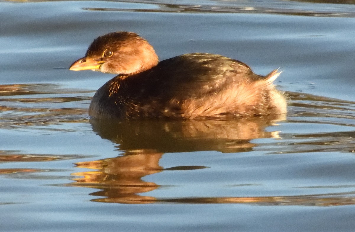 Pied-billed Grebe - ML613438446