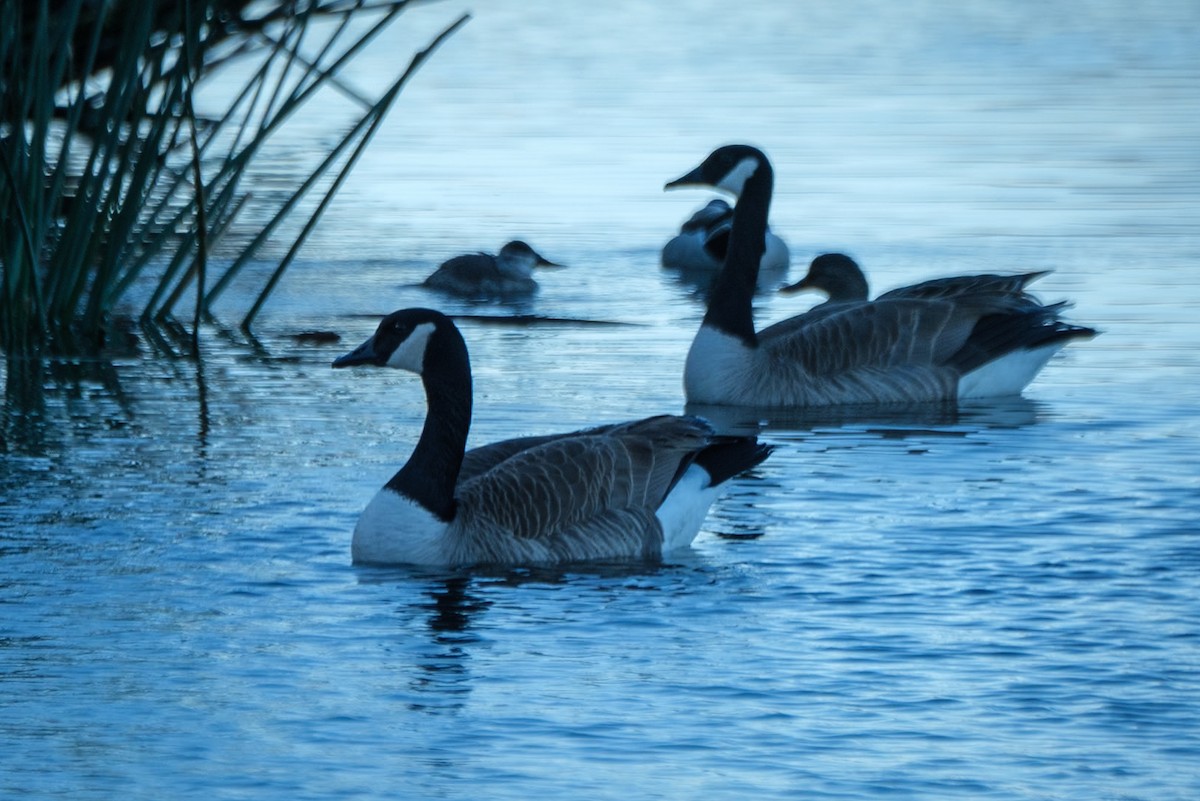 Canada Goose - ML613438461