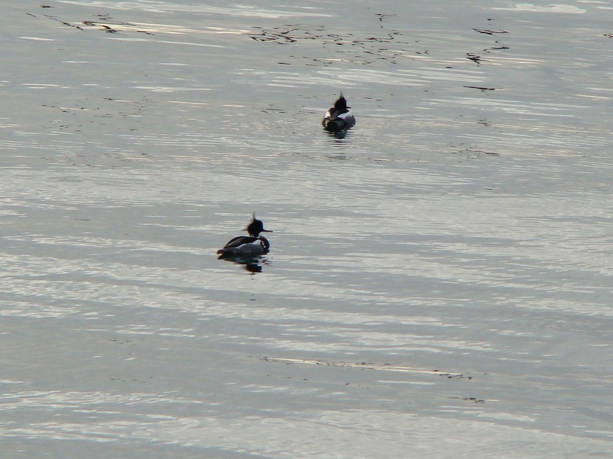 Red-breasted Merganser - Peggy Blair