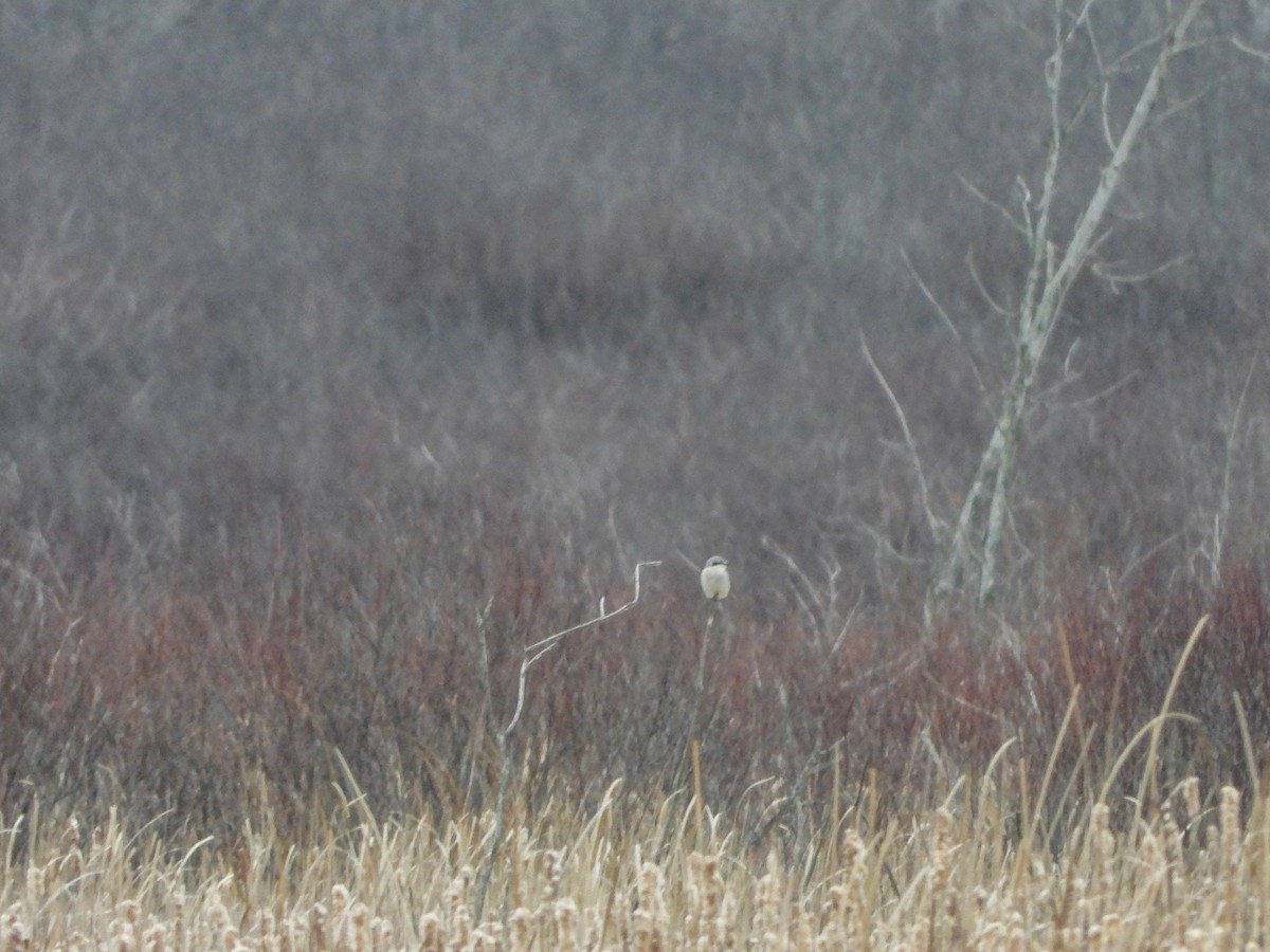 Northern Shrike - ML613438525