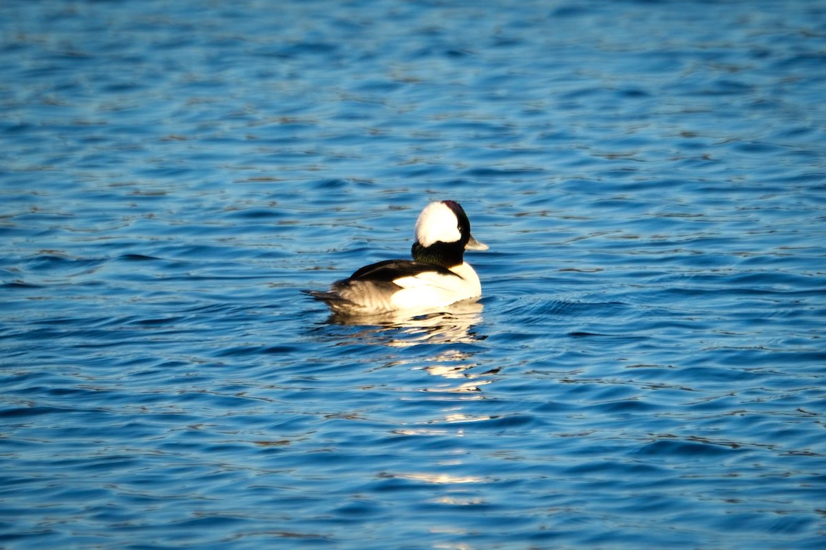 Bufflehead - ML613438528