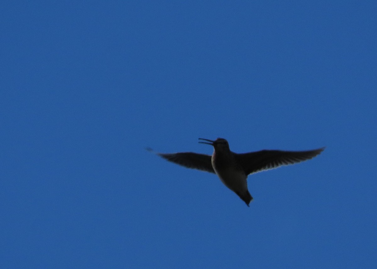 Magellanic Snipe - Nelson Contardo