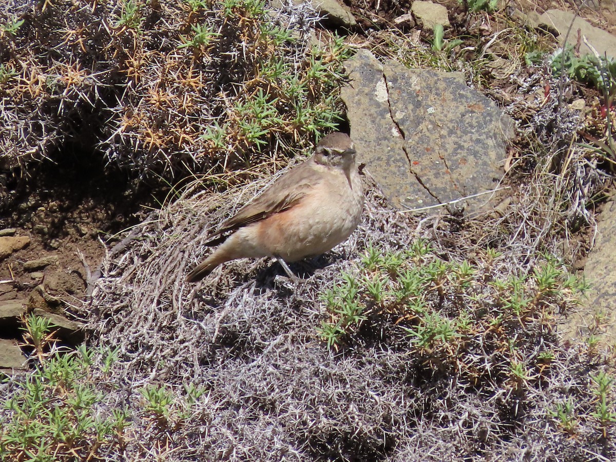 Rufous-banded Miner - Nelson Contardo