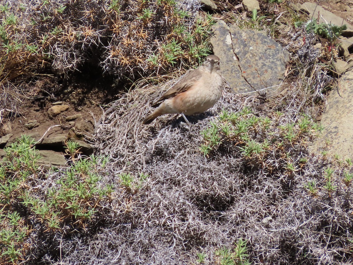 Rufous-banded Miner - Nelson Contardo