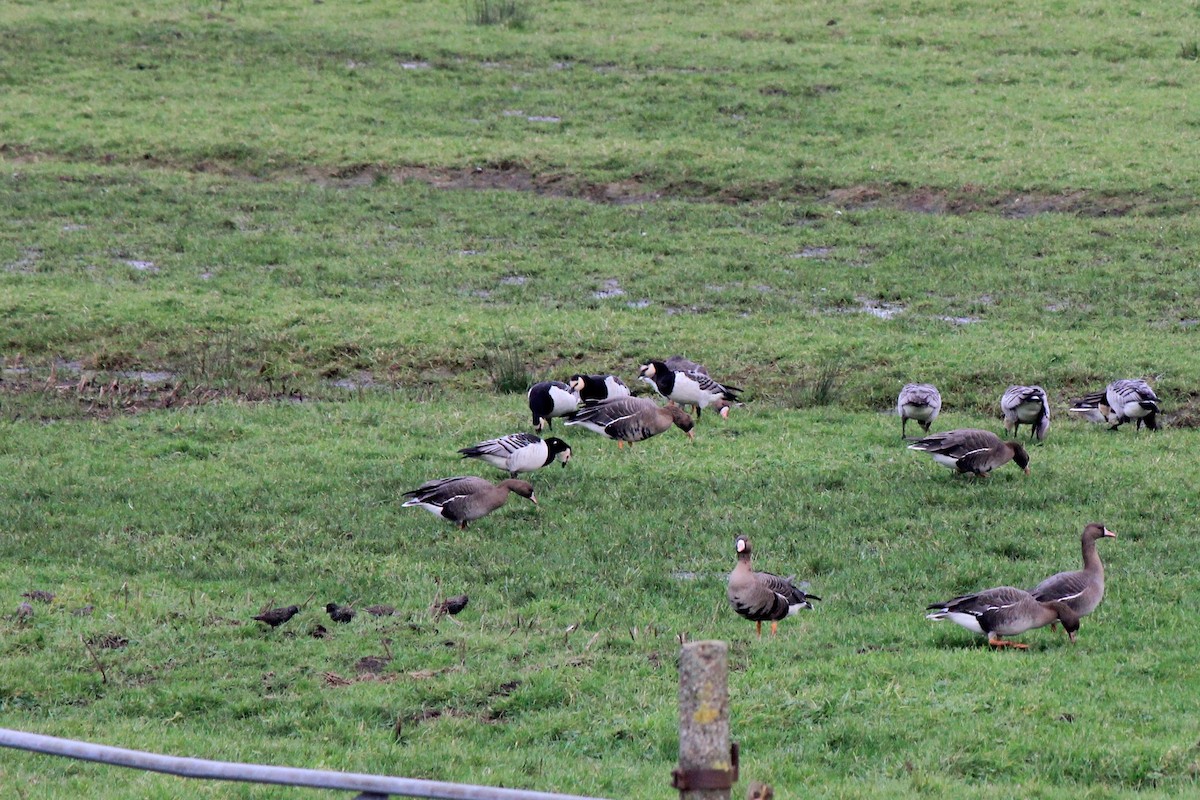 Barnacle Goose - ML613438598