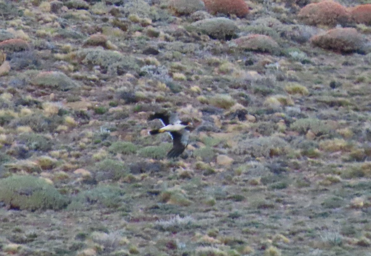 Caracara à gorge blanche - ML613438604