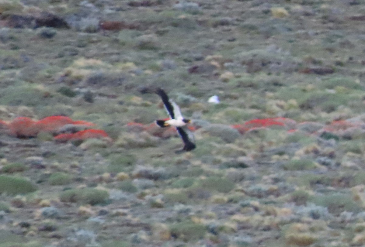 Caracara Araucano - ML613438607