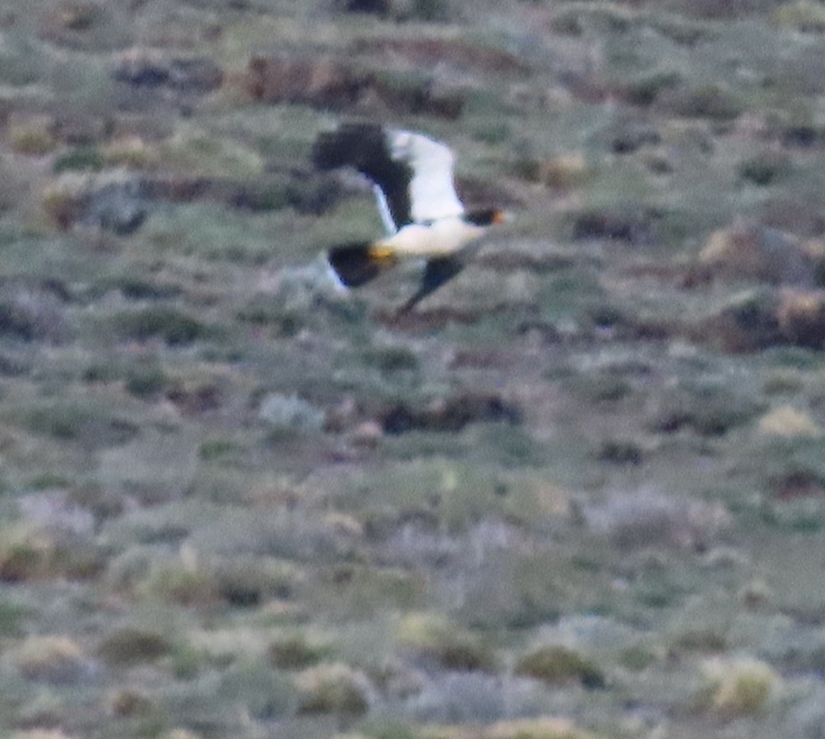 Caracara Araucano - ML613438609