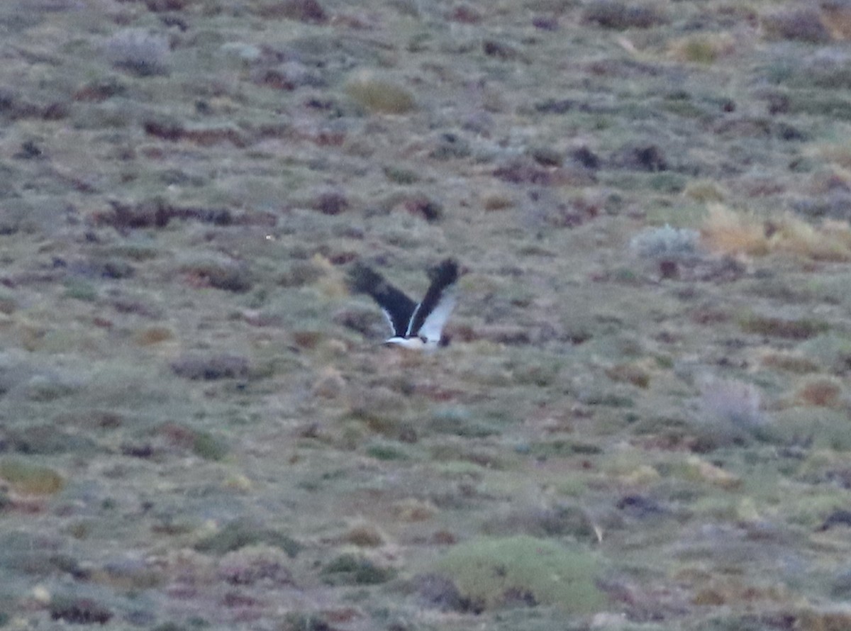 Caracara Araucano - ML613438610