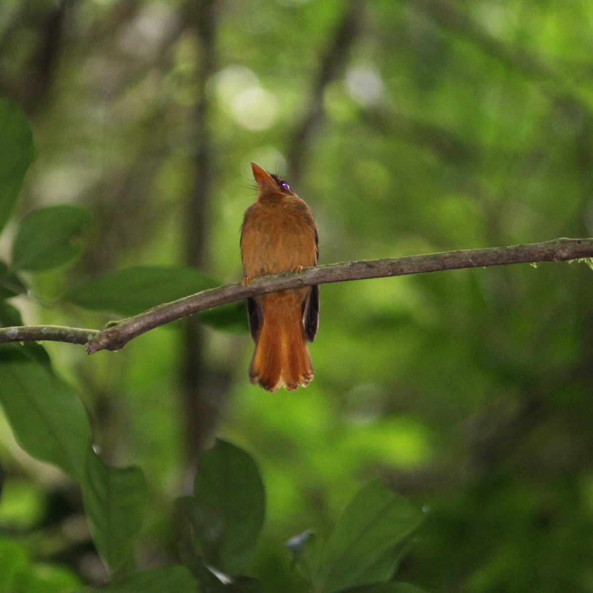 Atlantic Royal Flycatcher - ML613438666