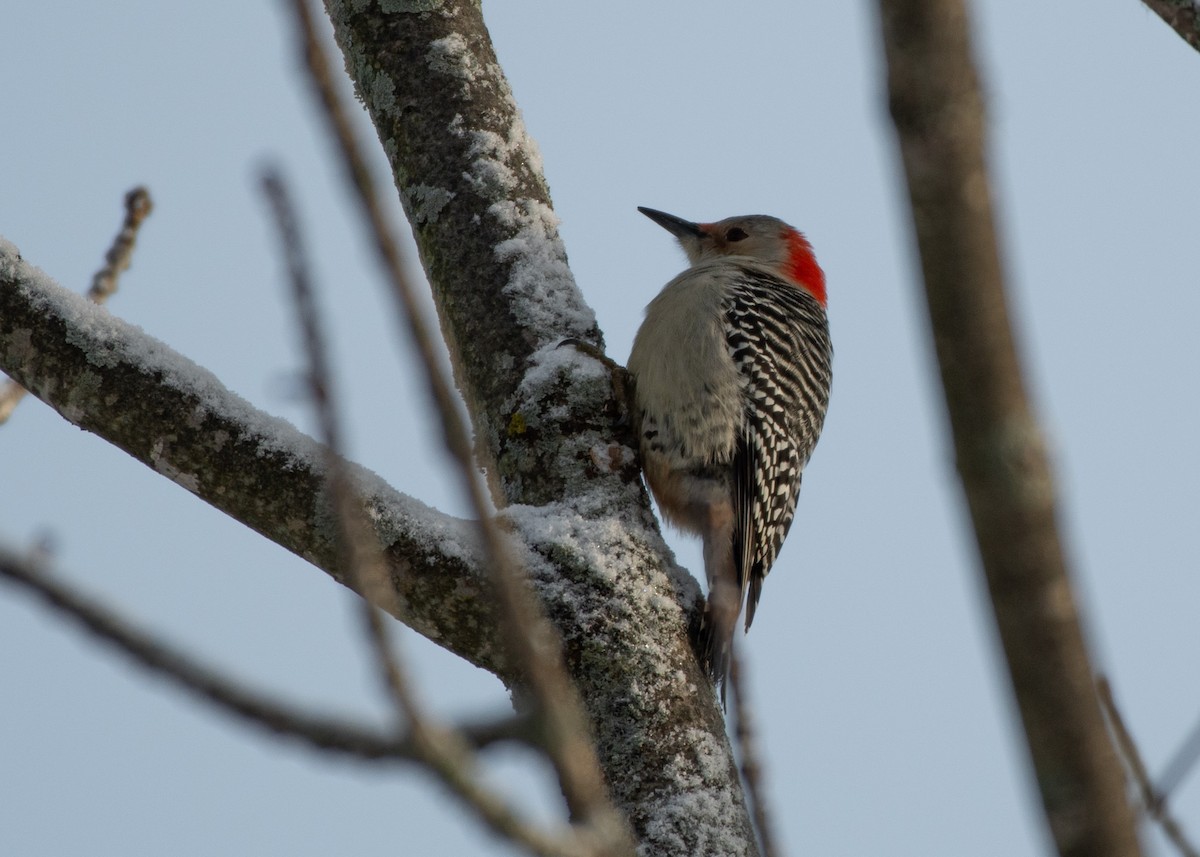 Red-bellied Woodpecker - ML613438675