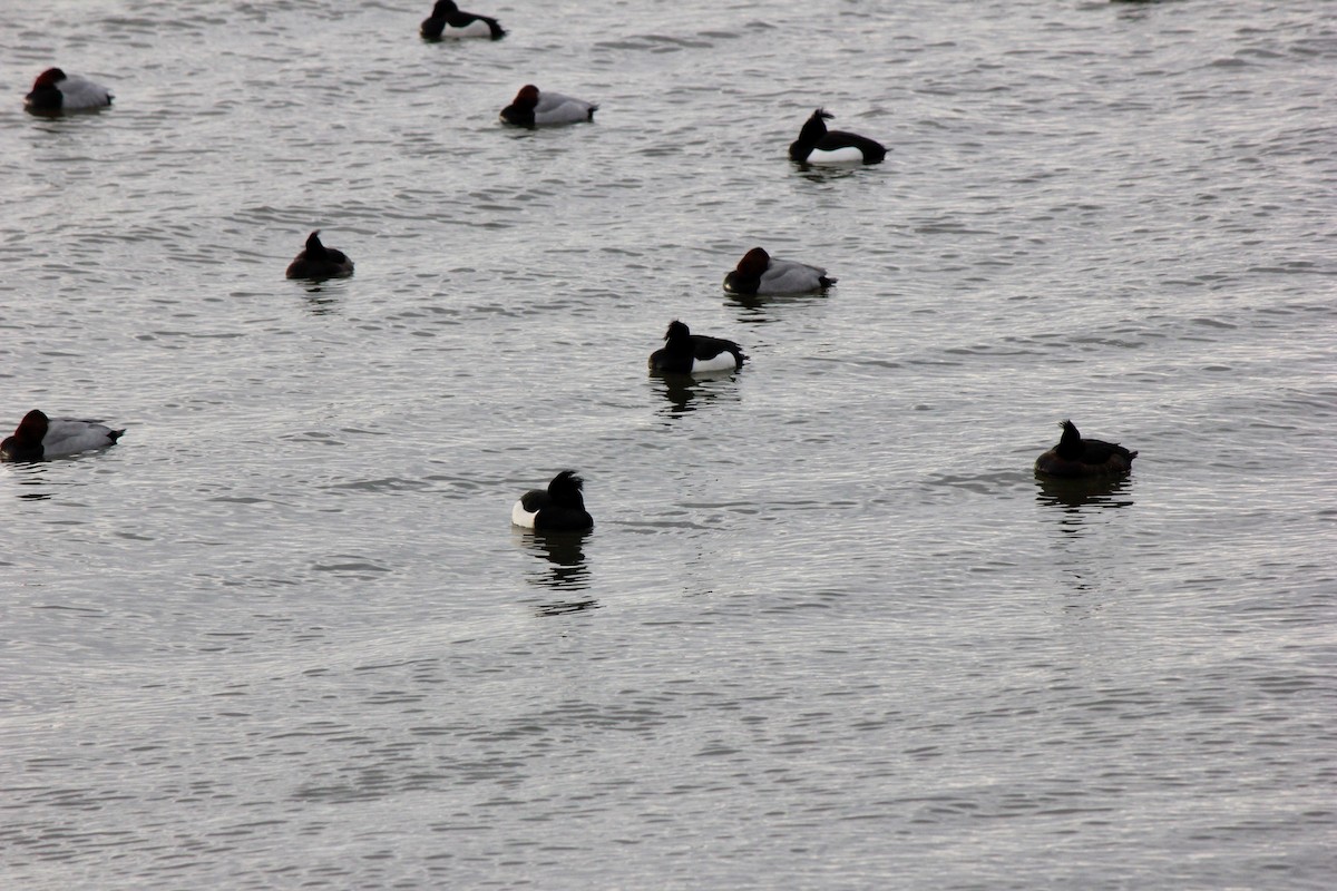 Tufted Duck - ML613438688