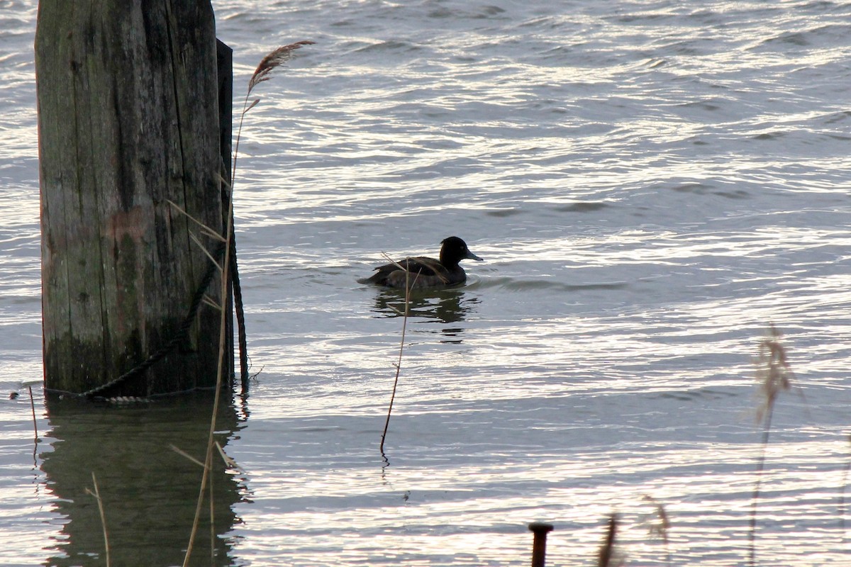 Tufted Duck - Scott Wieman