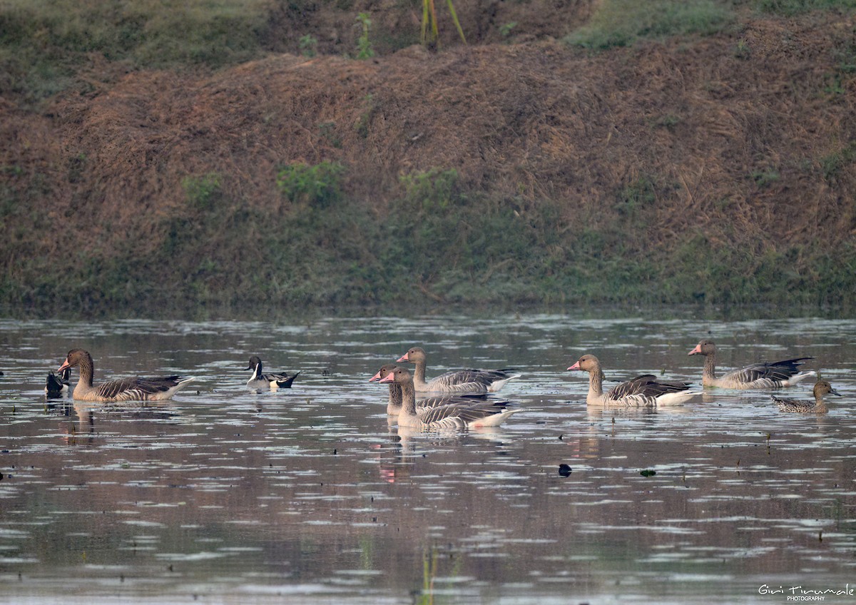 Graylag Goose - ML613438713