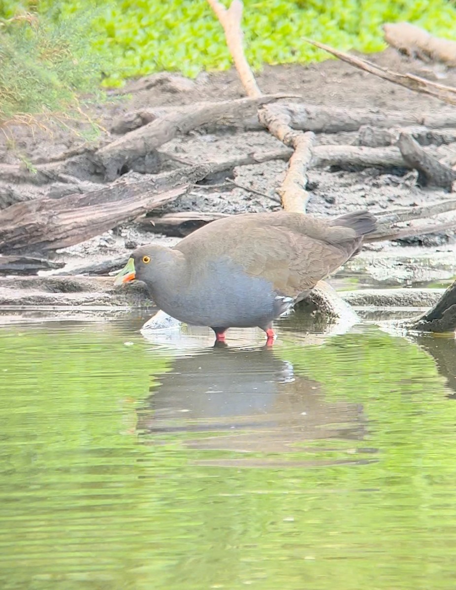 Black-tailed Nativehen - Danny Akers